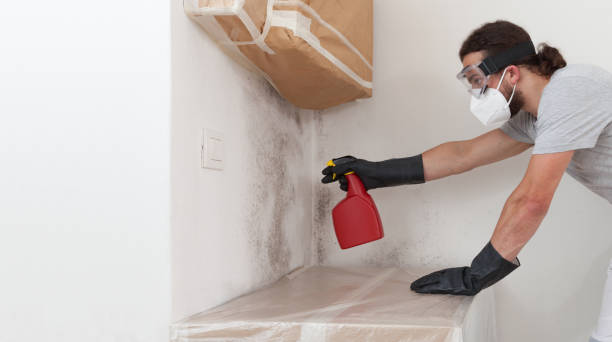Professional Basement Mold Remediation technician working in Macatawa, MI